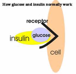 The cell will not receive the glucose which in turn floods the bloodstream causing circulation damage. 
